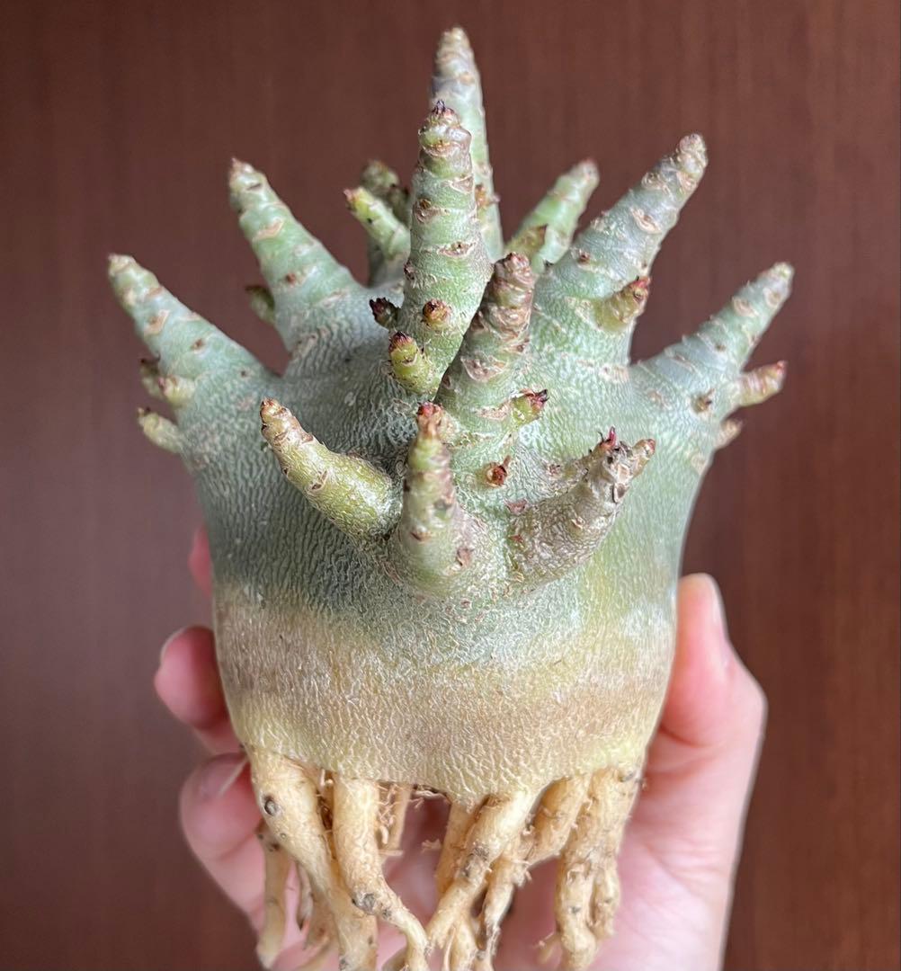 【ドワーフ/極太 】アデニウム アラビカム ゴジ A