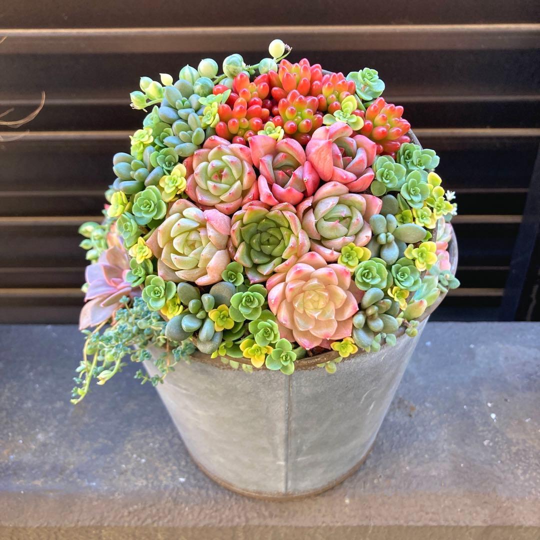 多肉植物　寄せ植え　2段