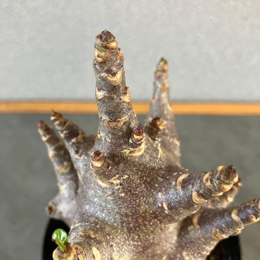 超希少❗️アデニウム　ブラックスキン✨