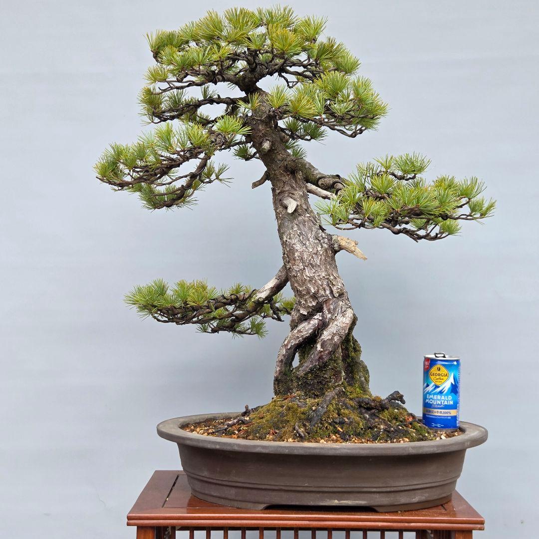 五葉松　[根上がり模様木]　大品盆栽