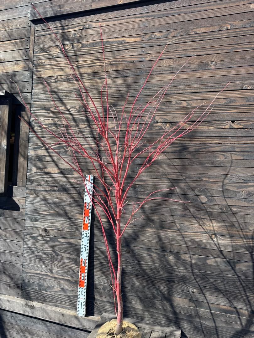 モミジ/サンゴカク（珊瑚閣 ）【現品発送】管理80036