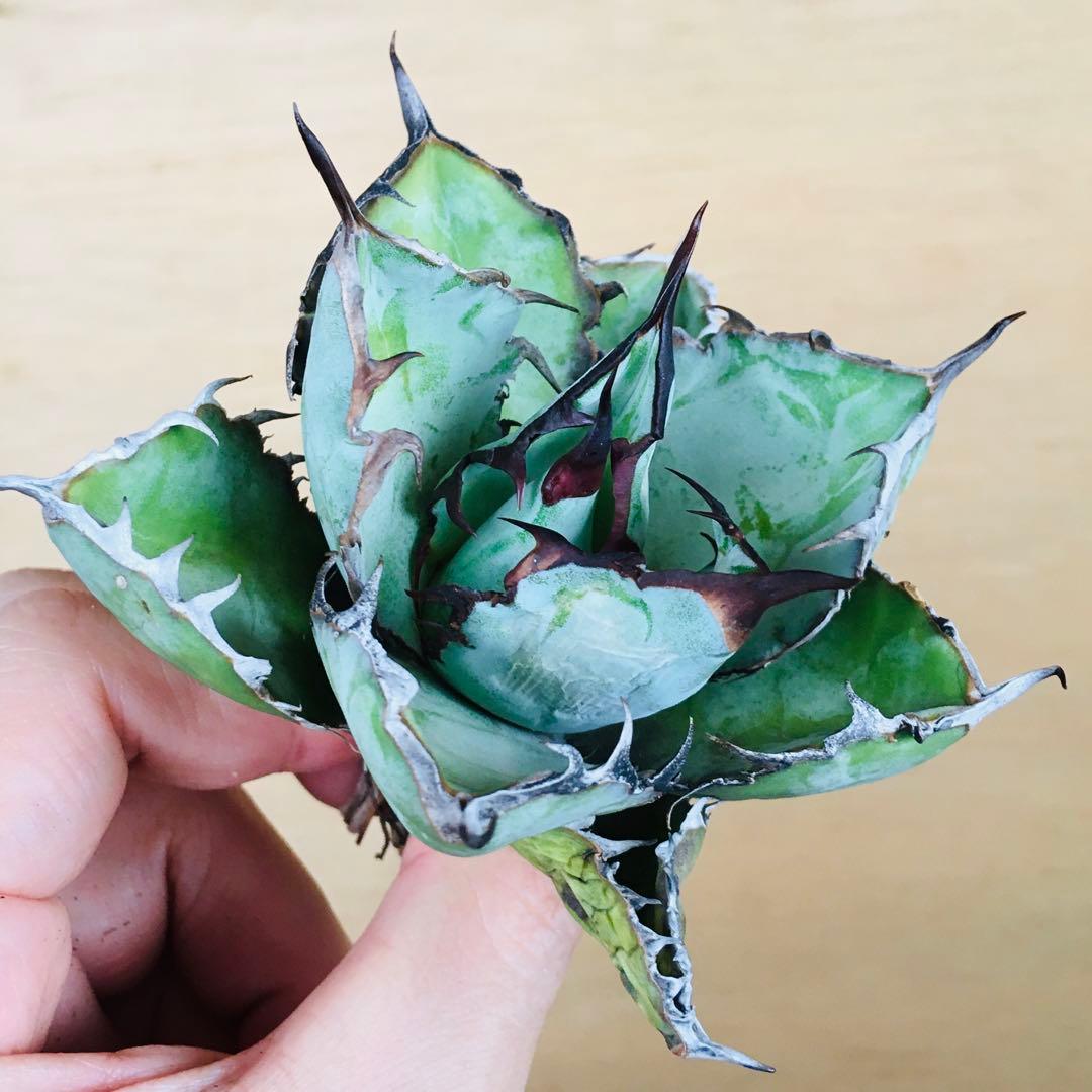 【稀少】5 ブラックアンドブルー 特選 極上黒棘 TC株 アガベ チタノタ