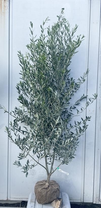《現品》オリーブの木　シプレシーノ 樹高1.7ｍ（根鉢含まず）173【苗木/庭木