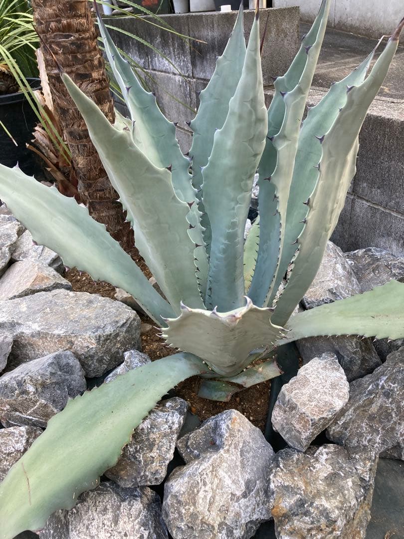 引き取り割栗石400kg岐阜石スコリア溶岩石　ゴロタ石 砕石　砂利　庭石ロック