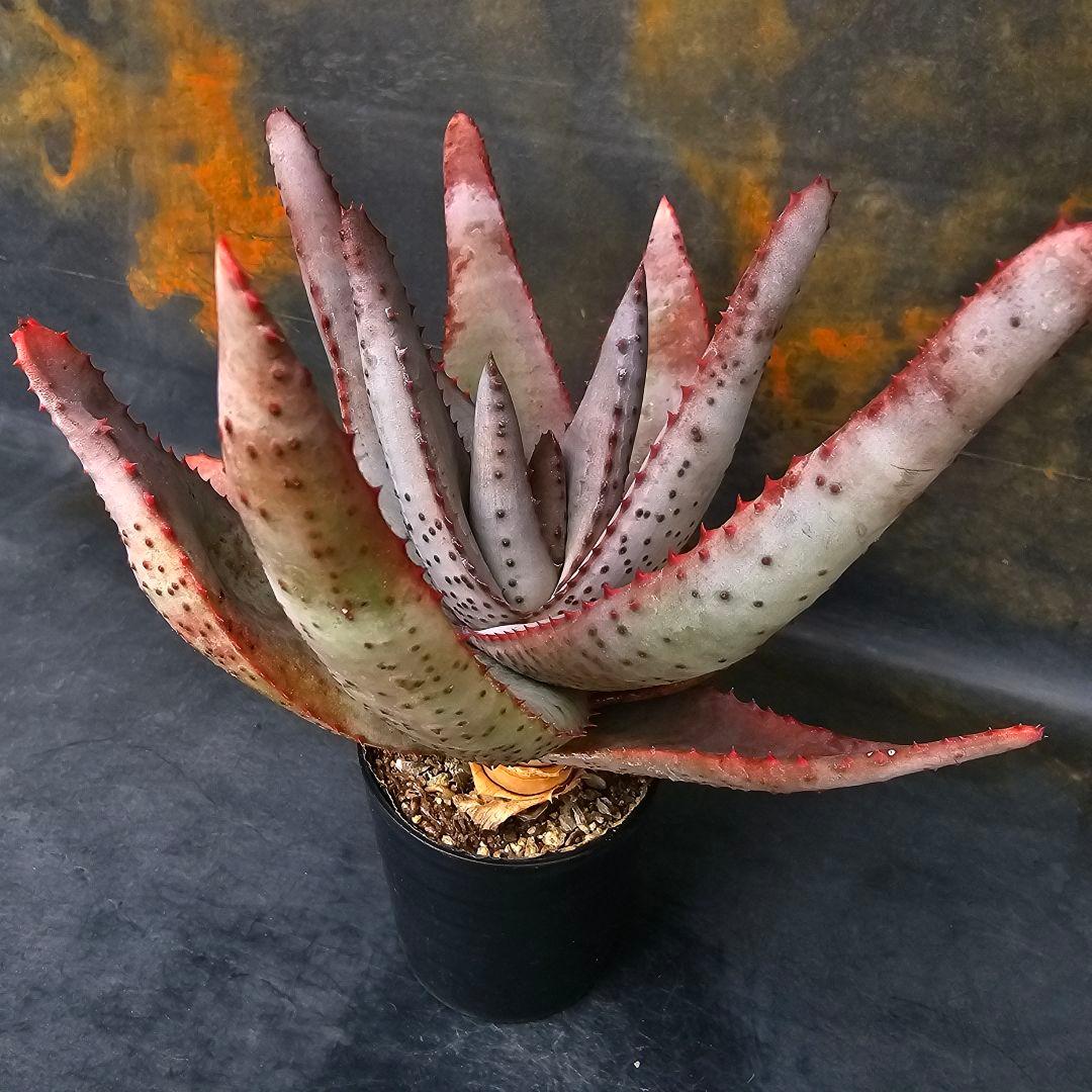 メルカリ便発送☆多肉植物 アロエ 達磨コニフェラ