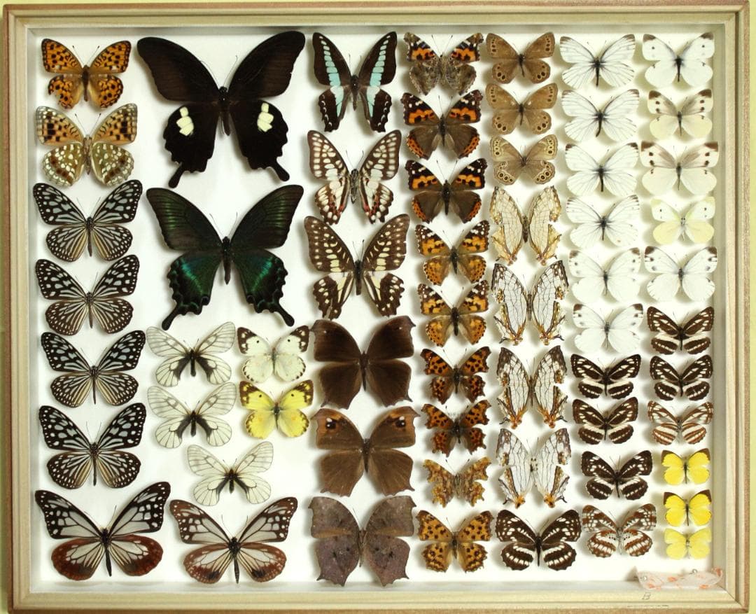 k*3様 オオウラギンヒョウモン等　日本産蝶標本　21種　59頭　大型ドイツ箱入