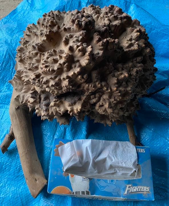 木の根コブ　大　小　2点