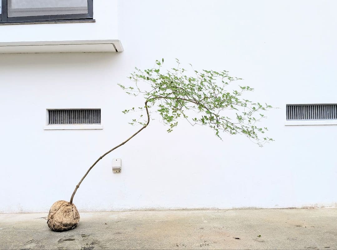 最終値下げ。。。山採りドウダンツツジ。