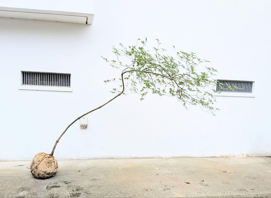 最終値下げ。。。山採りドウダンツツジ。