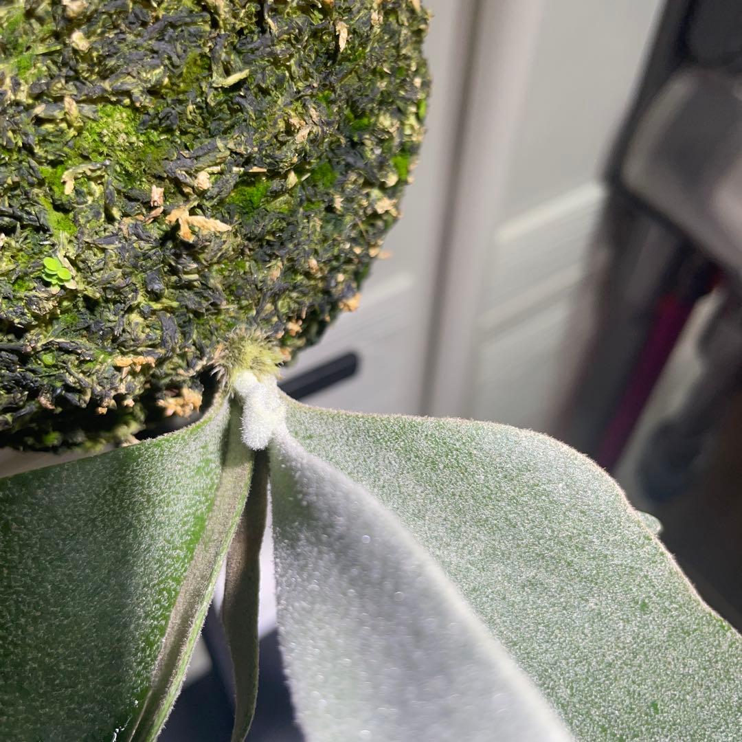 【お得】P. willinckii IZANAGI伊弉諾イザナギ子株#28