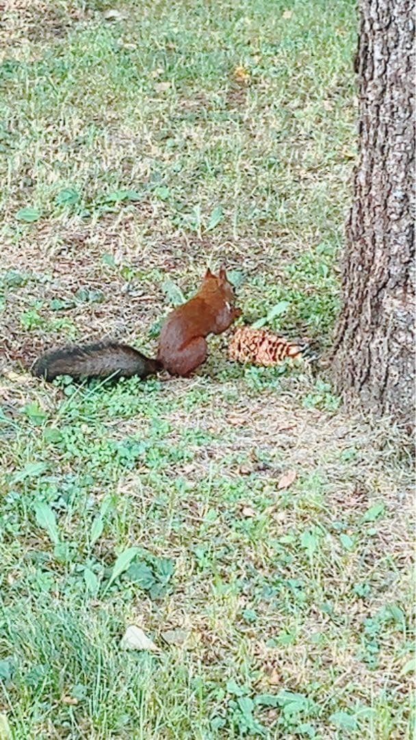 【ウサギちゃん】松ぼっくりNo.4(26個)+No.5(27個)