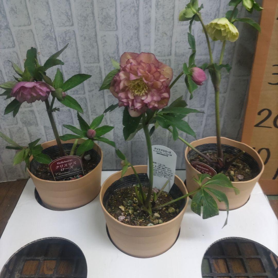 クリスマスローズ⭐️多弁咲き⭐️３鉢セット⭐️5号鉢