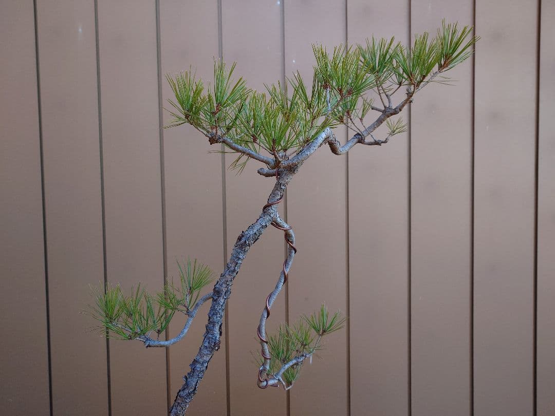 盆栽　赤松　樹高100cm