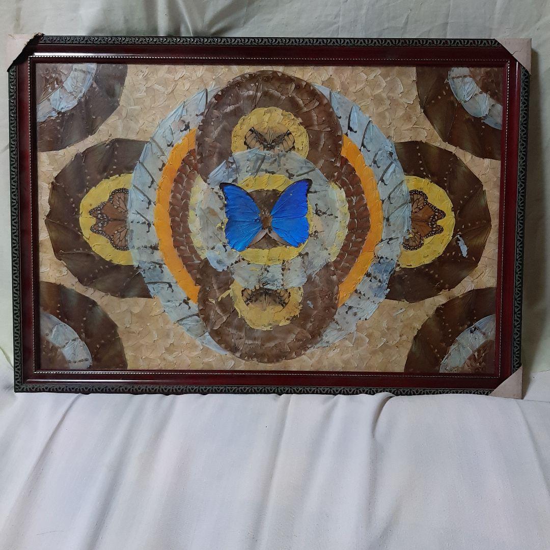 蝶画●モルフォ蝶 標本額入り