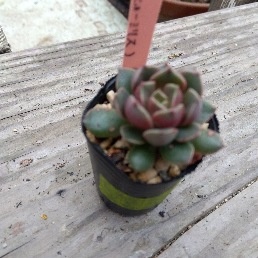 miyaさん✡️モラニー×(メキシコミニマ×ヒューミリス)✡️ミヤ苗 多肉 抜苗