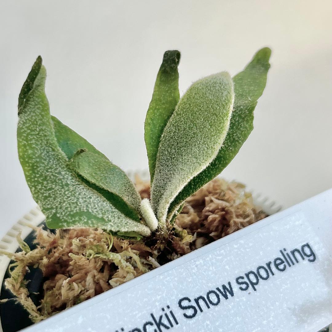 【メルカリ便】P. Willinckii (spore) 【68】