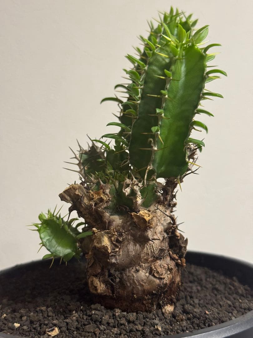 ユーフォルビア・ムランジーナ　鉢入り発送　Euphorbia Mlanjeana