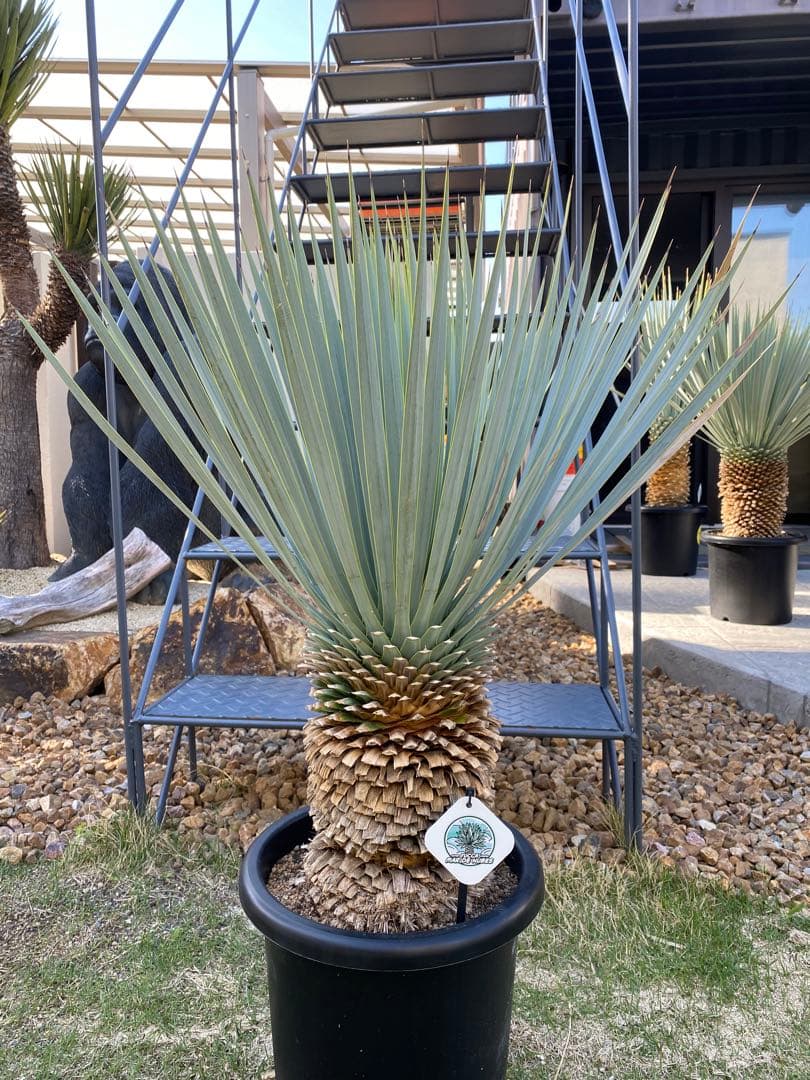 ユッカマルデヌベスver.ロスト　25