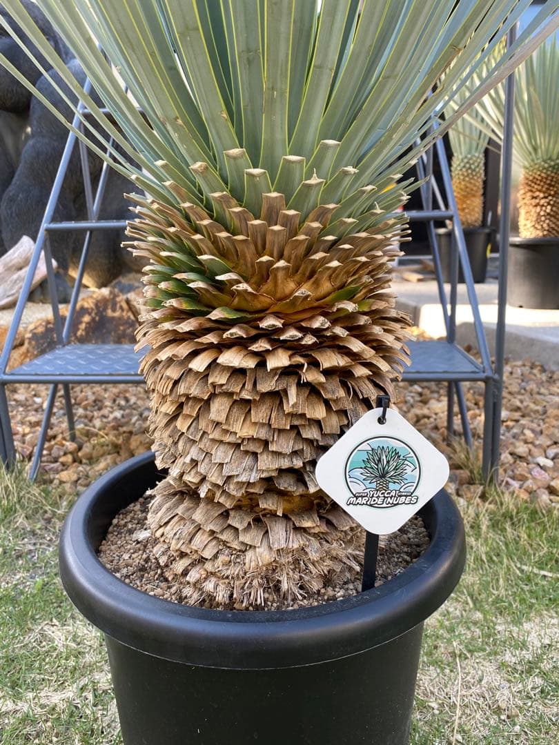 ユッカマルデヌベスver.ロスト　25