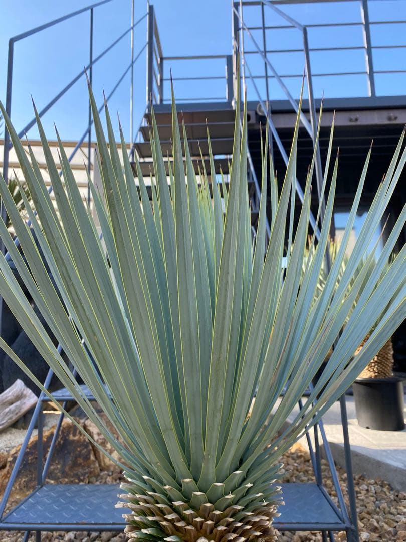 ユッカマルデヌベスver.ロスト　25