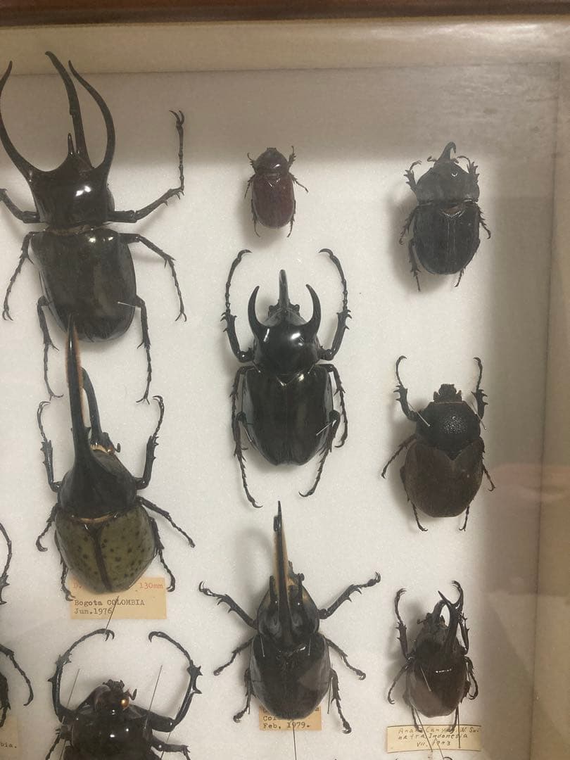カブトムシ　標本　海外　標本箱　まとめ売り