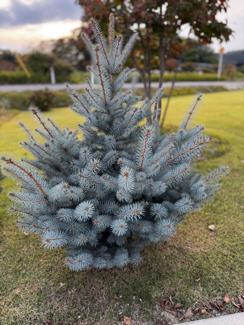 プンゲンストウヒ エディス