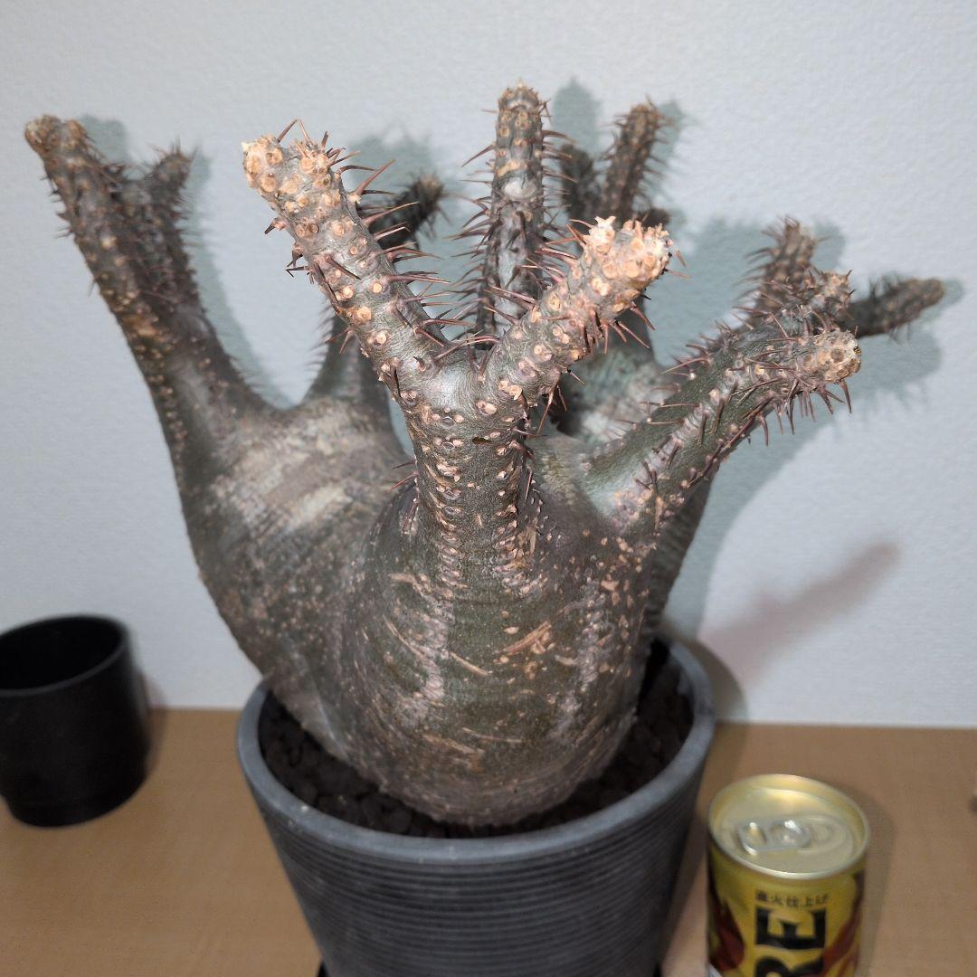 専用　パキポディウム　グラキリス　特大株 美株　現地球　発根株（鉢付き）