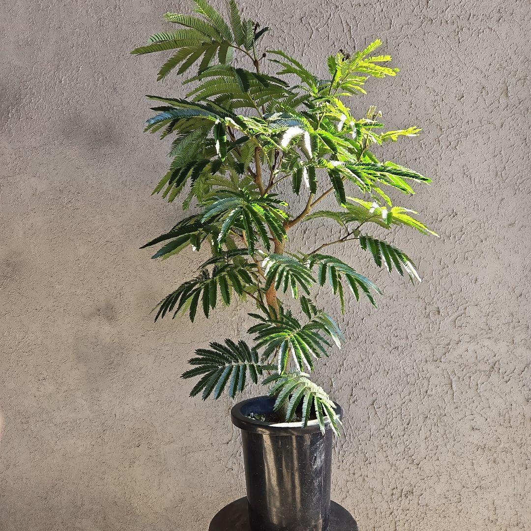 ③　エバーフレッシュ　8号特大苗木最高等級極上品‼️　極太