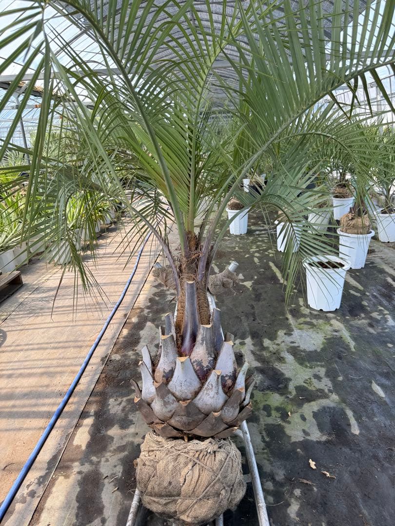 ココスヤシシルバーリーフ 【極太】葉先200cm 幹回り125cm 幹高50cm