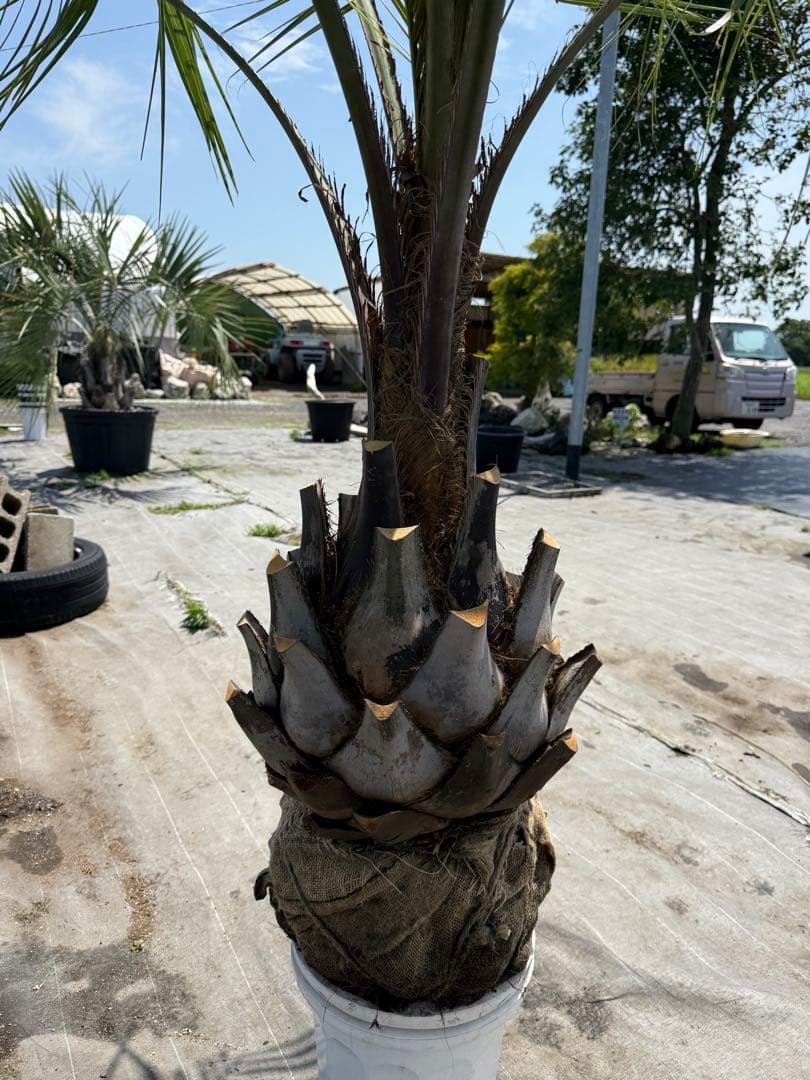 ココスヤシシルバーリーフ 【極太】葉先200cm 幹回り125cm 幹高50cm