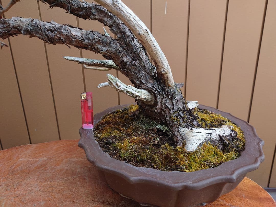 ※引取限定※　盆栽　赤松　樹高58cm