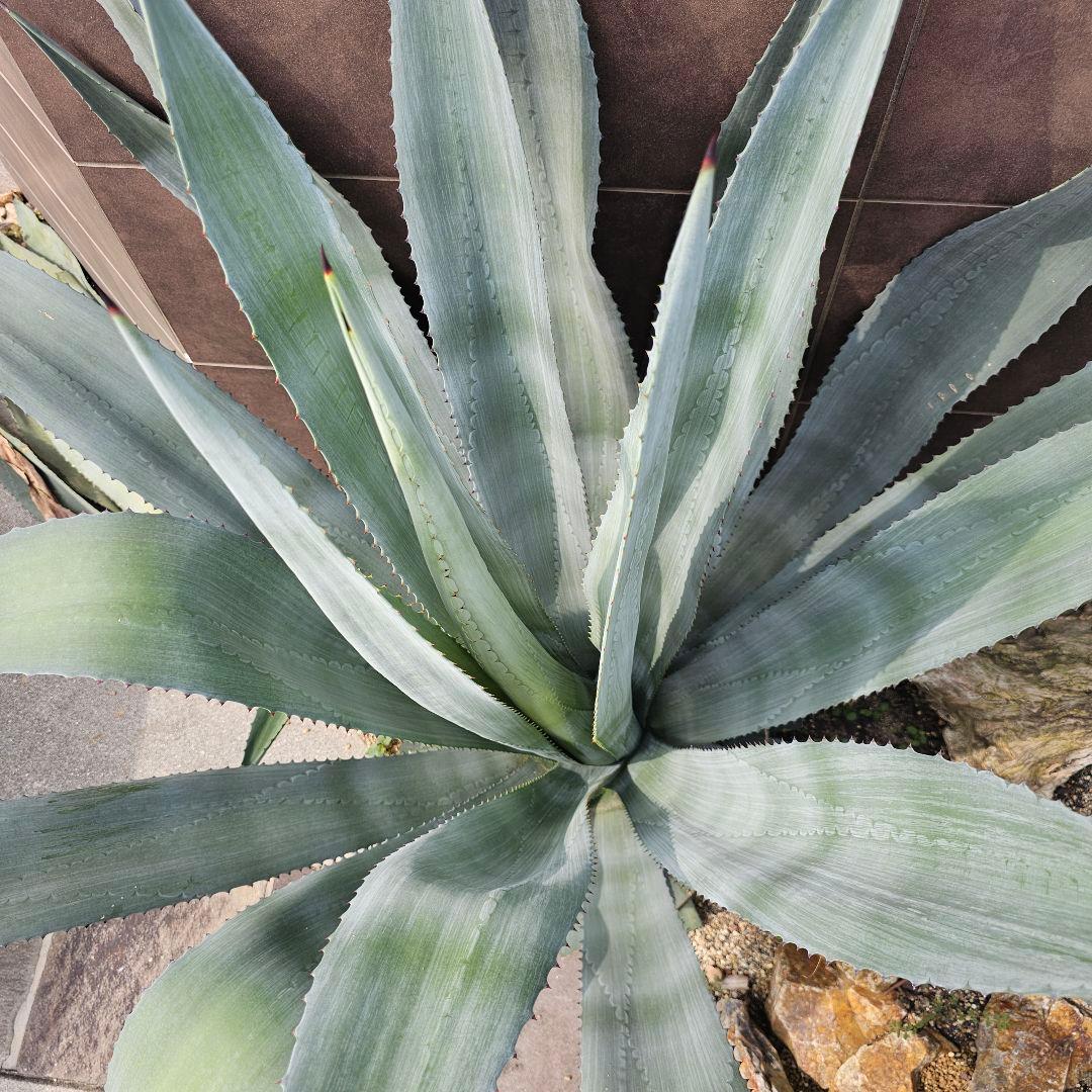【引取限定】大型アガベ　オアハカセンシス　アメリカーナ