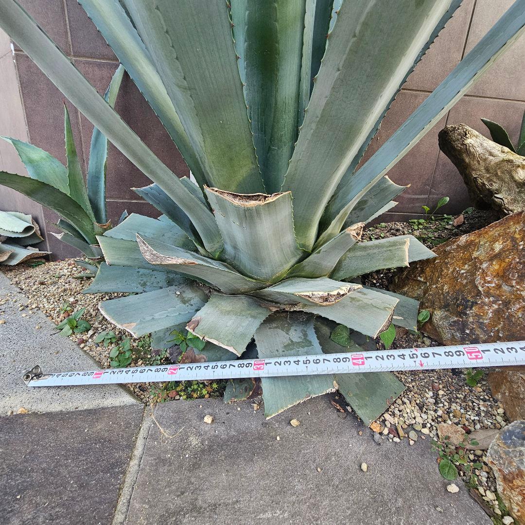 【引取限定】大型アガベ　オアハカセンシス　アメリカーナ