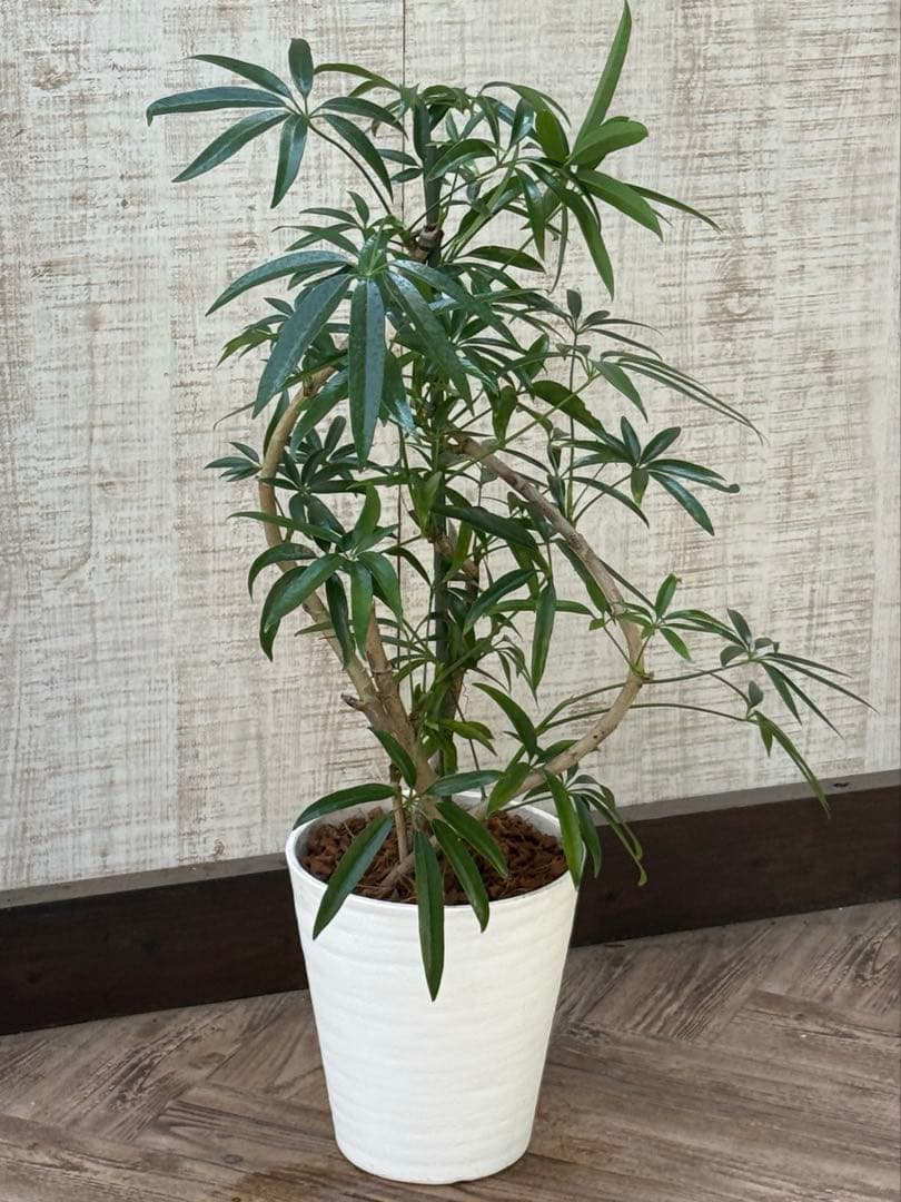 ☆ シェフレラ•アンガスティフォリア♪ 曲がりフォルム 85cm♪