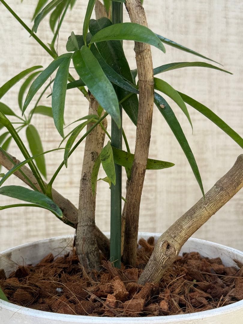 ☆ シェフレラ•アンガスティフォリア♪ 曲がりフォルム 85cm♪