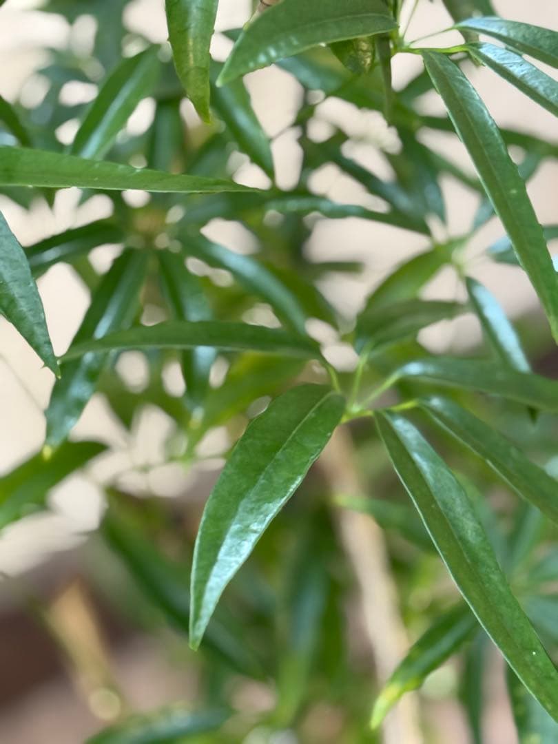 ☆ シェフレラ•アンガスティフォリア♪ 曲がりフォルム 85cm♪