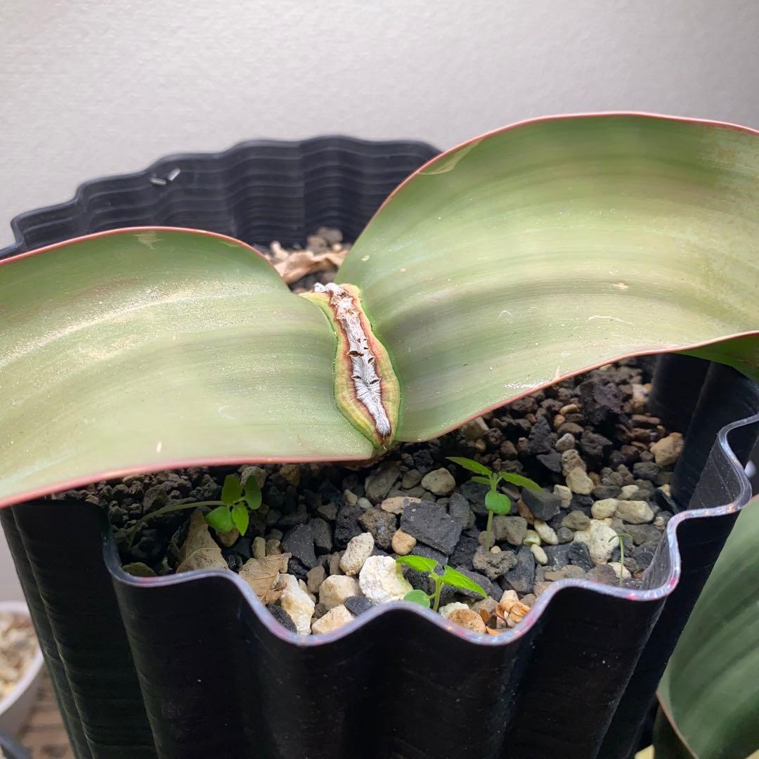 ウェルウィチア　ミラビリス　奇想天外　大株　最高葉幅8cm