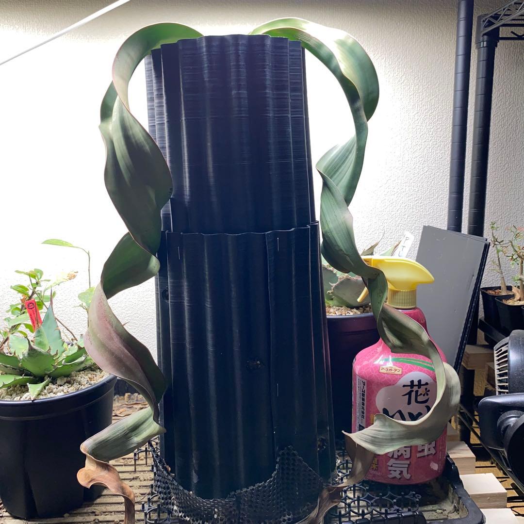 ウェルウィチア　ミラビリス　奇想天外　大株　最高葉幅8cm