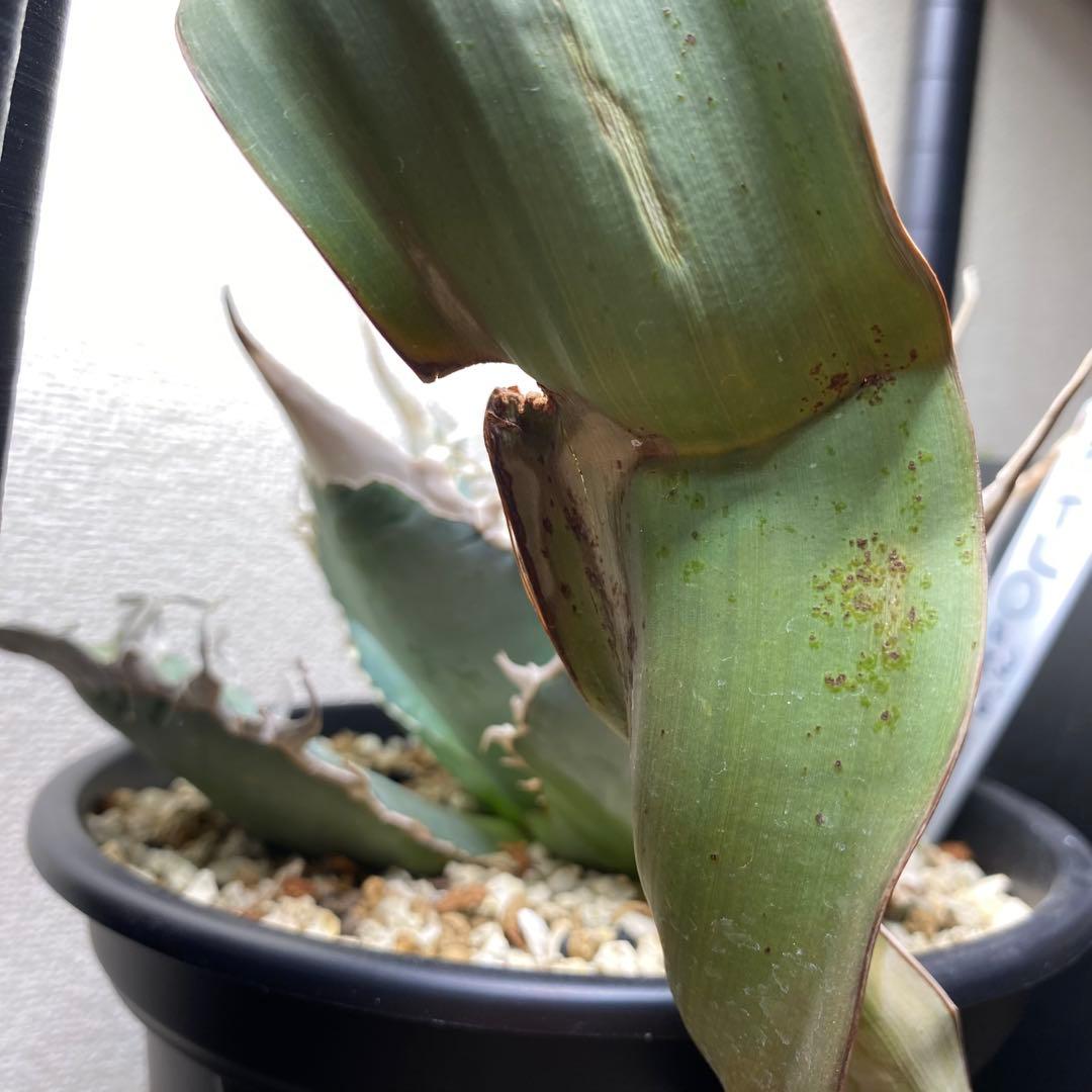 ウェルウィチア　ミラビリス　奇想天外　大株　最高葉幅8cm