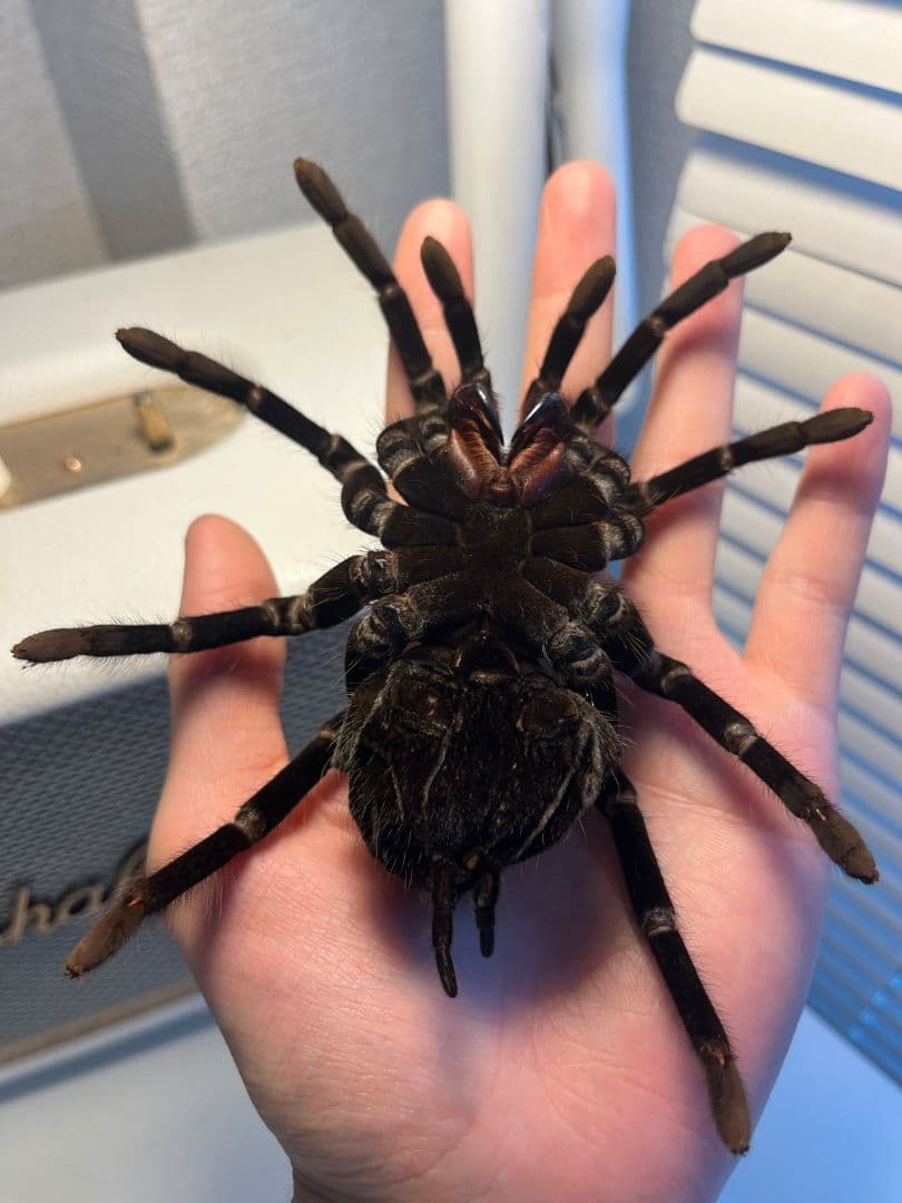 【標本】ボリビアンスティリーブルータランチュラ ムカデサソリ奇蟲 パンフォ