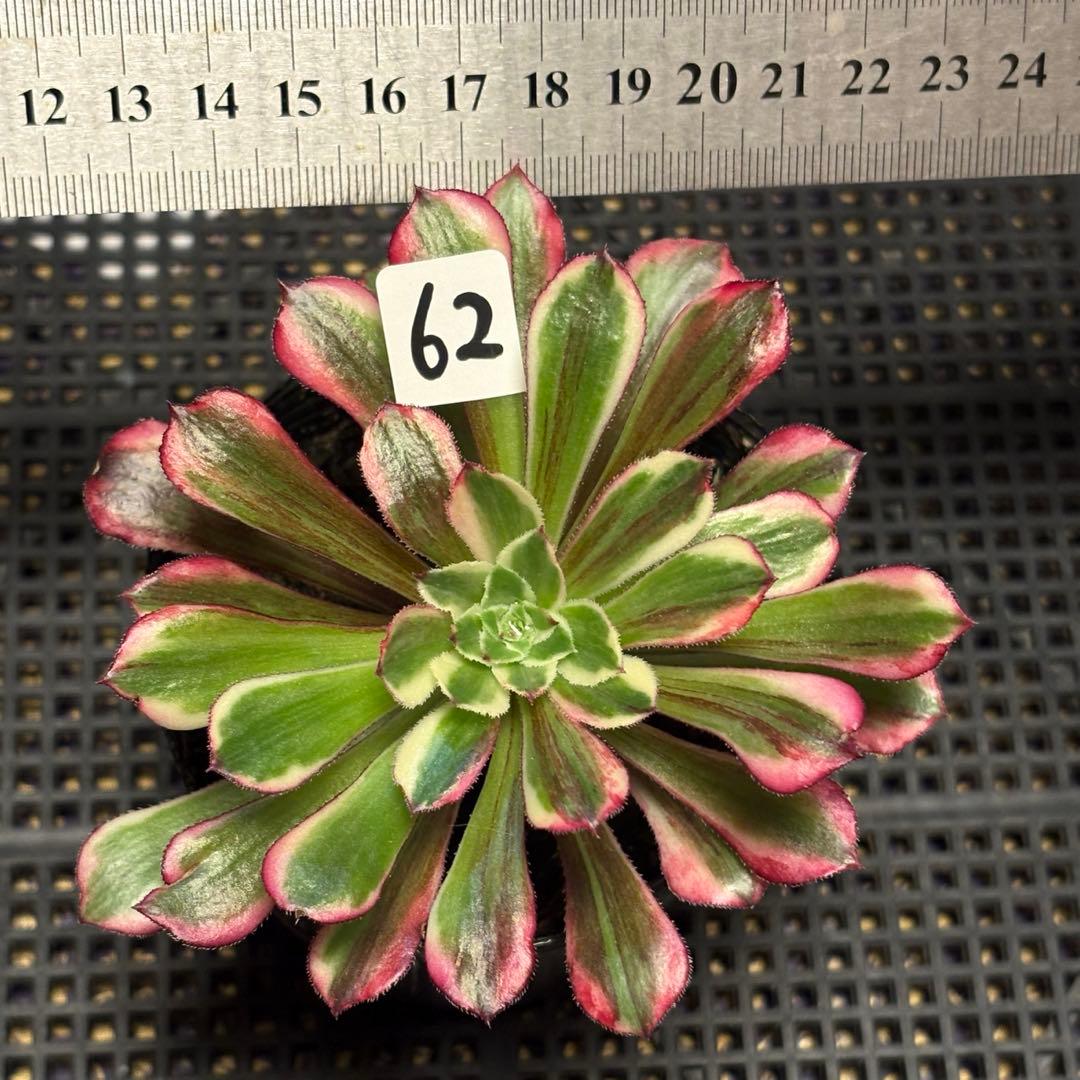62#多肉植物アエオニウム錦❤️銅花順錦❤️1大頭11cm拔き苗