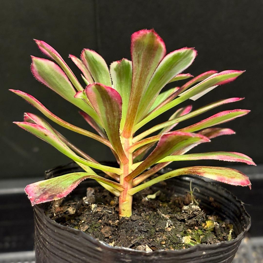 62#多肉植物アエオニウム錦❤️銅花順錦❤️1大頭11cm拔き苗