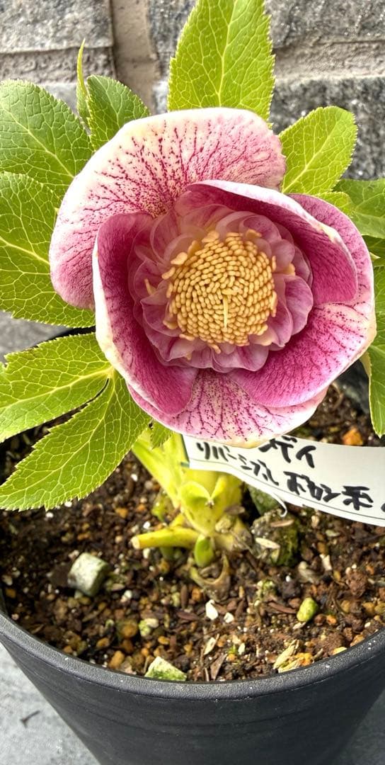 クリスマスローズ　広瀬園芸リバーシブルボカシ系セミダブルオーレア