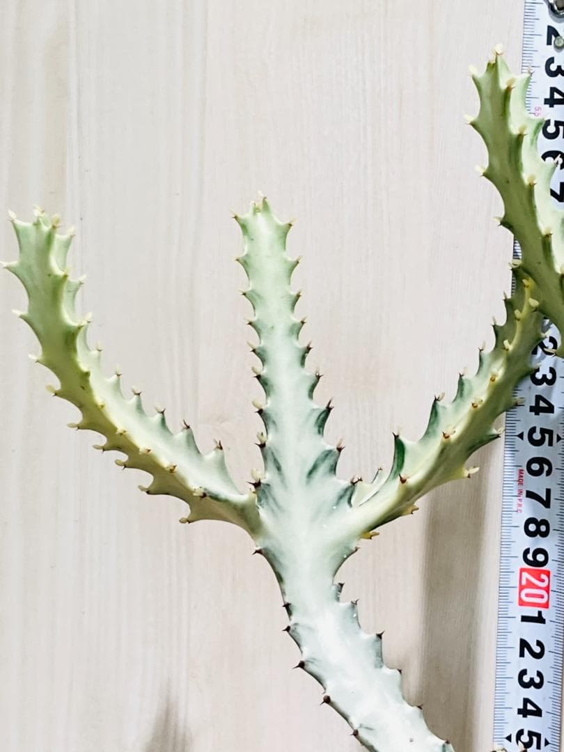 【多肉植物】ユーフォルビア・ホワイトゴースト（4号深型スリット鉢付き）