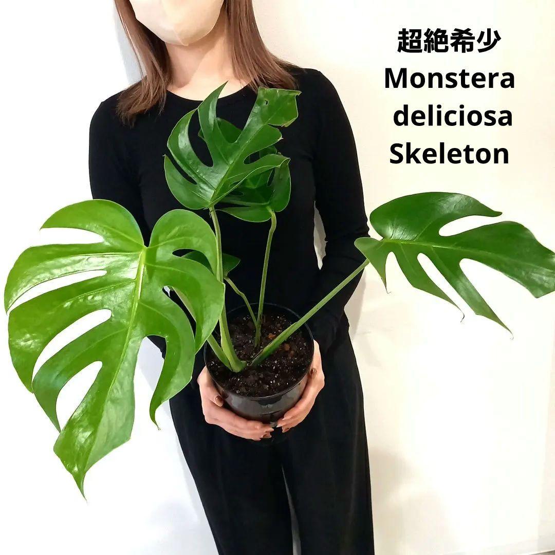 超絶希少 モンステラ デリシオーサ スケルトン