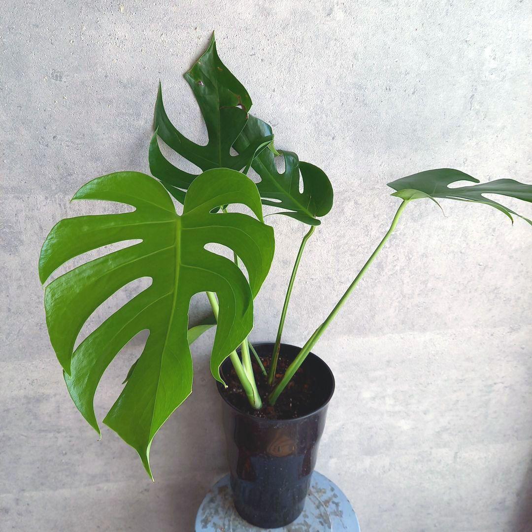 超絶希少 モンステラ デリシオーサ スケルトン