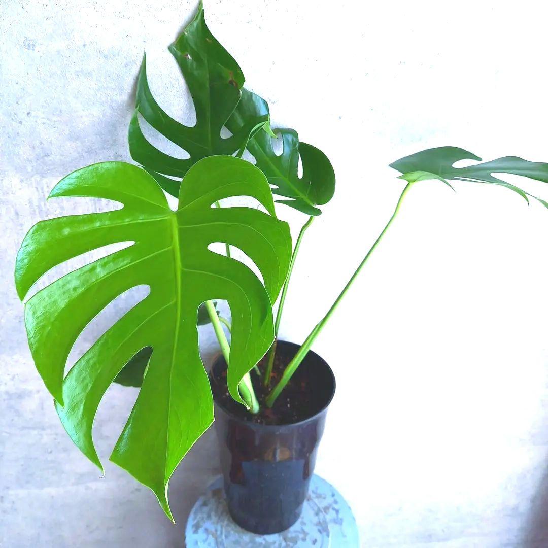 超絶希少 モンステラ デリシオーサ スケルトン