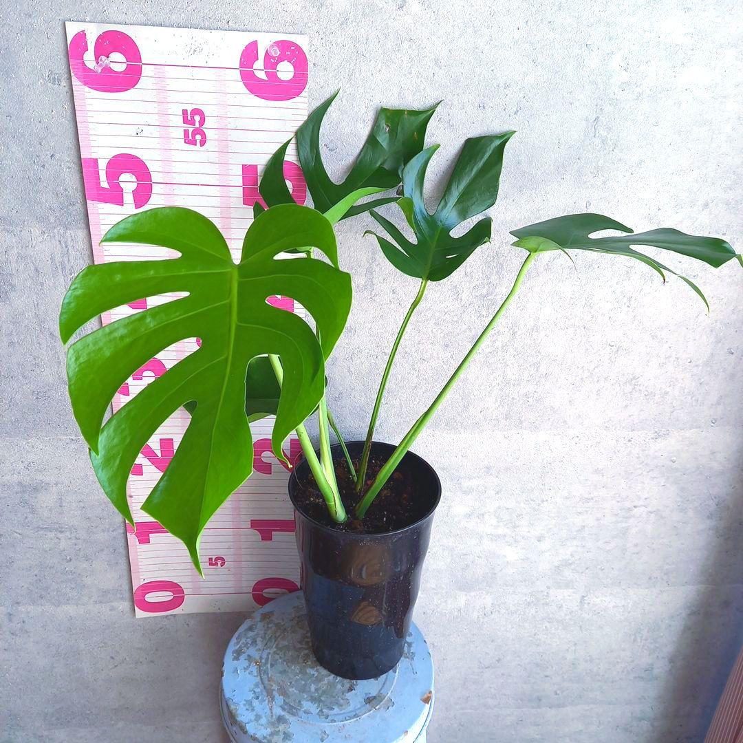 超絶希少 モンステラ デリシオーサ スケルトン