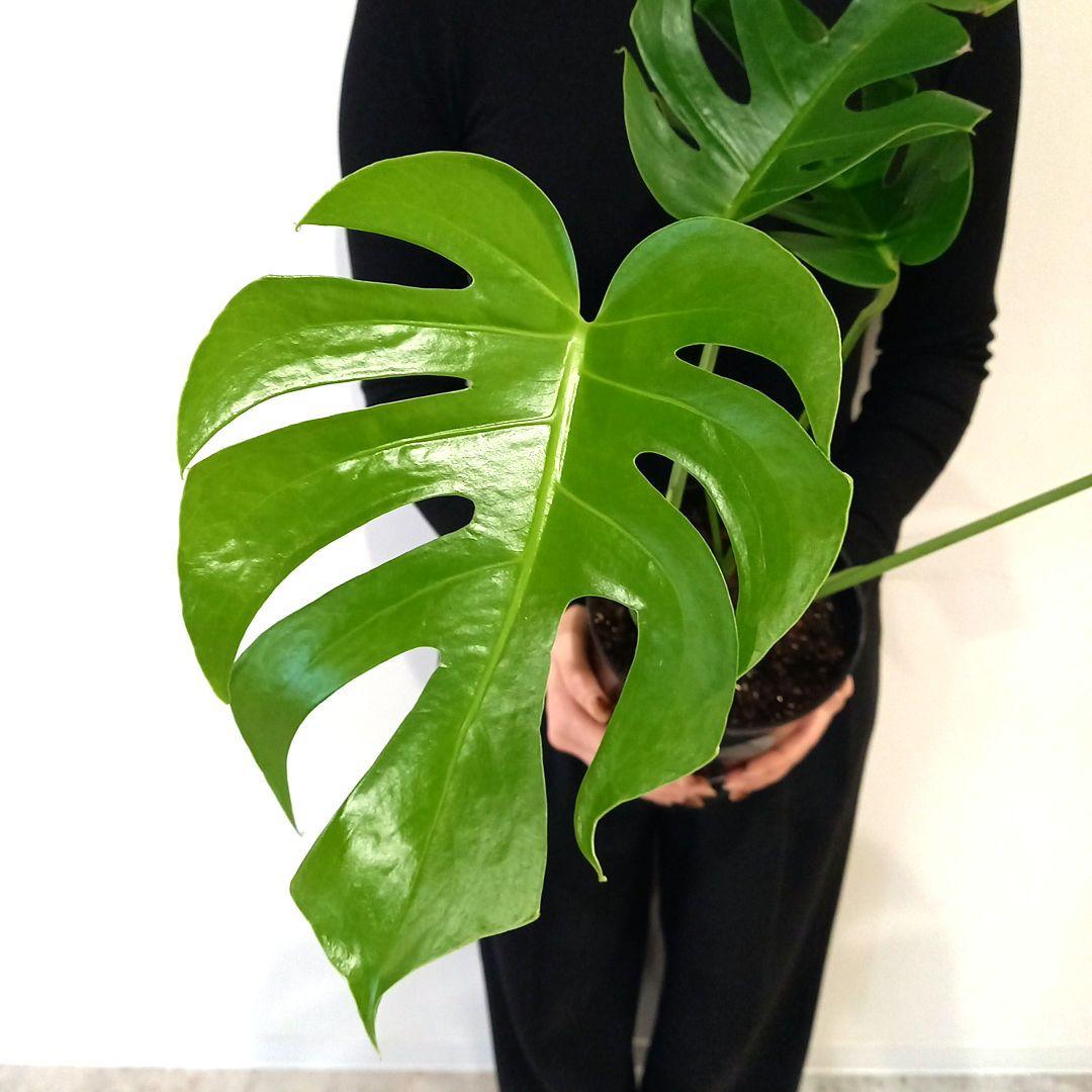 超絶希少 モンステラ デリシオーサ スケルトン