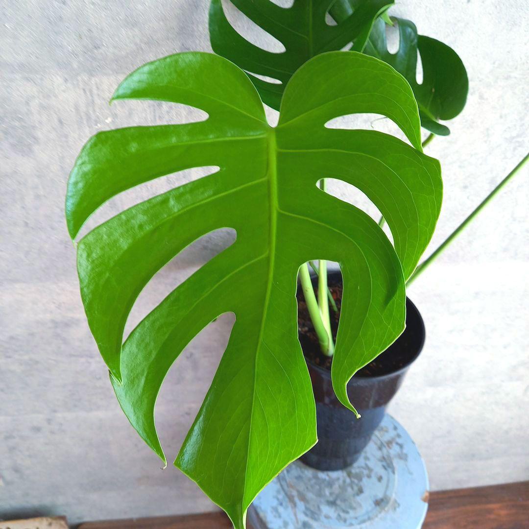 超絶希少 モンステラ デリシオーサ スケルトン